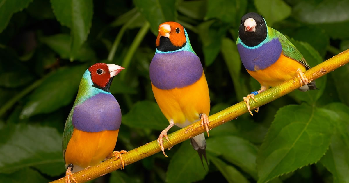 Conozca por qué observar aves es beneficioso para la salud